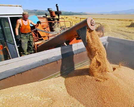 Рекордные поставки Российского зерна на экспорт